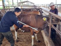 Sentra Ternak Nasional, Pemprov Lampung Pastikan Stok Daging Sapi Terkendali