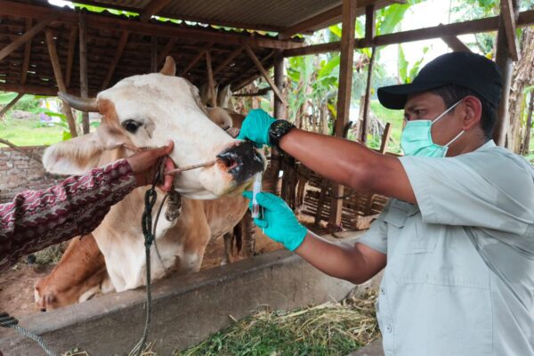 Sambut Iduladha 2026, Pemprov Lampung Percepat Vaksinasi PMK dan Distribusi Obat Ternak