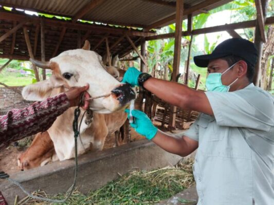 Sambut Iduladha 2026, Pemprov Lampung Percepat Vaksinasi PMK dan Distribusi Obat Ternak