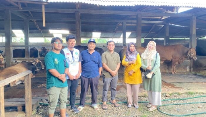 Komitmen Kualitas, Panitia Qurban Masjid Al Iman Gedong Meneng Turun Survei Hewan