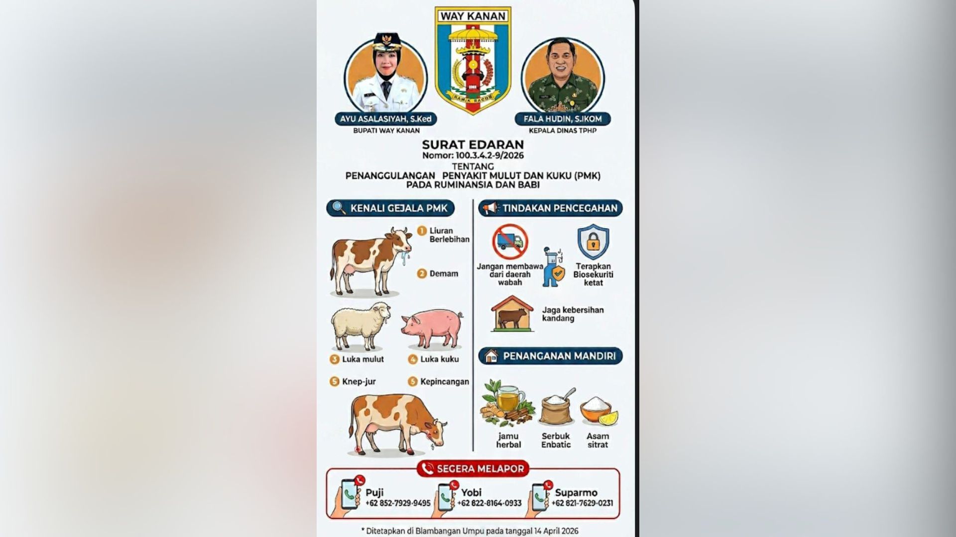 Pemkab Way Kanan Siaga PMK, Ruminansia dan Babi Jadi Fokus Penanggulangan