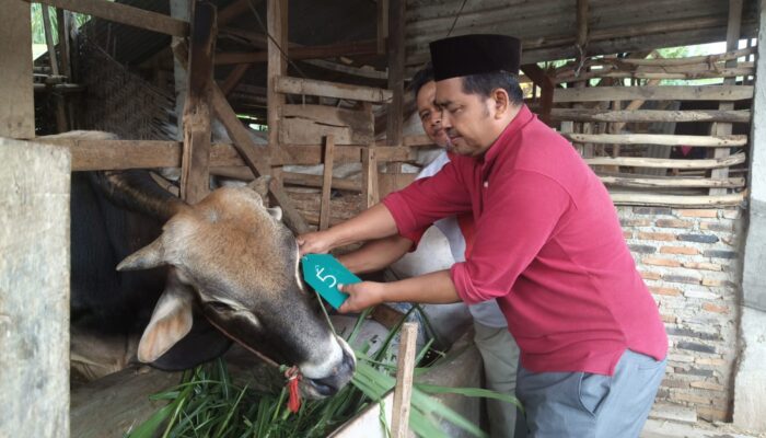 Panitia Qurban Masjid Al Iman Gedong Meneng Lakukan Survei dan Serahkan DP Hewan Qurban ke Peternak