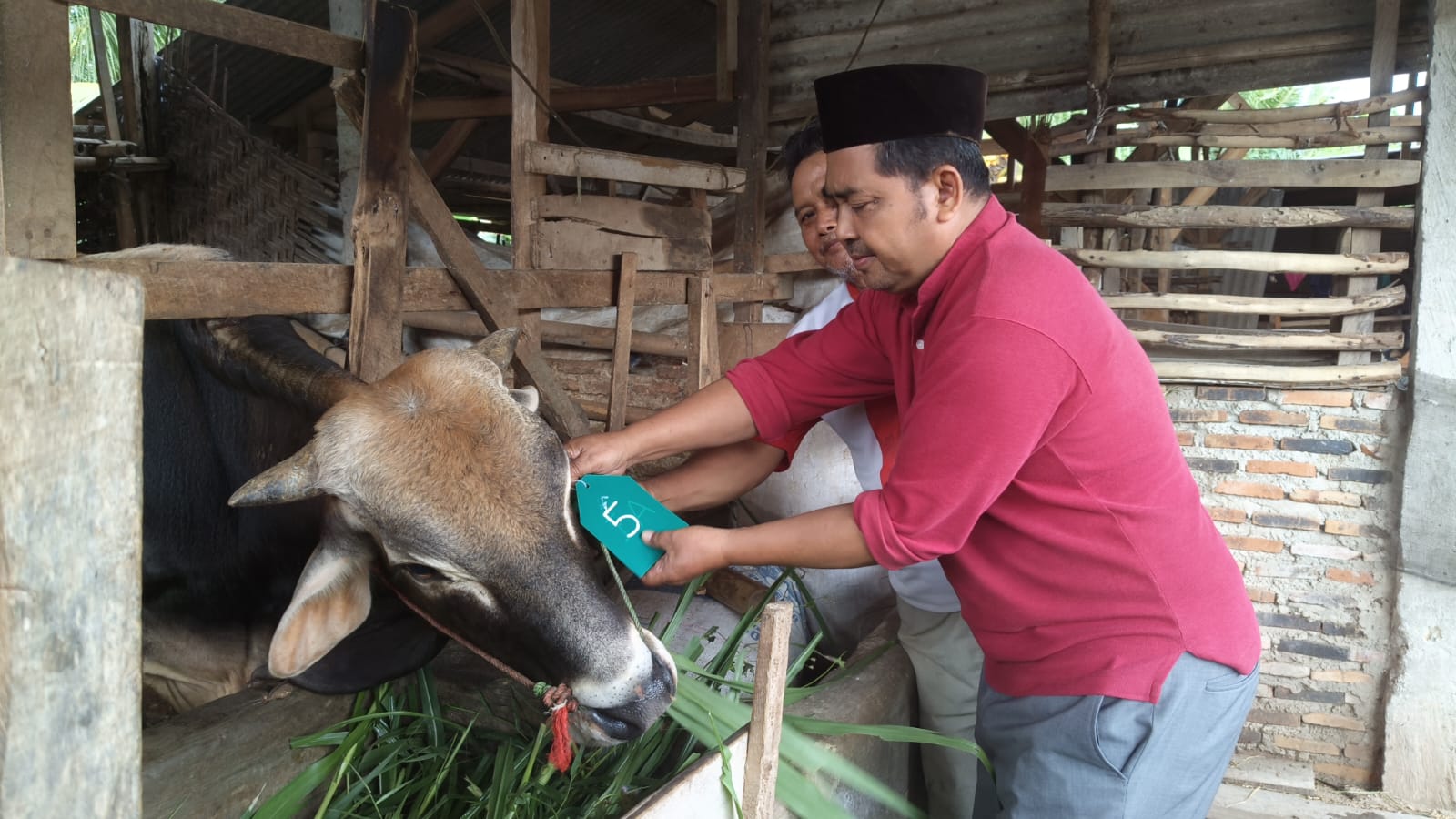 Panitia Qurban Masjid Al Iman Gedong Meneng Lakukan Survei dan Serahkan DP Hewan Qurban ke Peternak