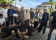 DKM Al Iman Gedong Meneng Berhasil Himpun 11 Sapi untuk Qurban 1447 H