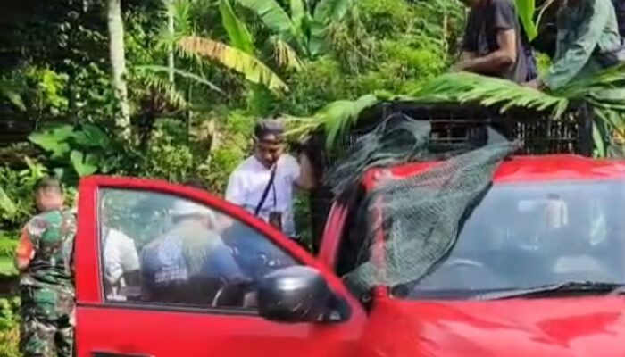 Satwa Liar Jenis Siamang Berhasil Dievakuasi Tim KSDA di Way Panas