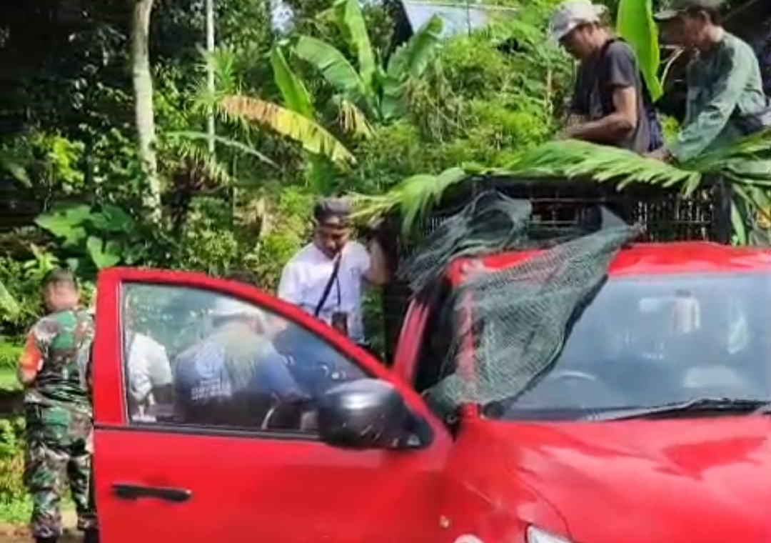 Satwa Liar Jenis Siamang Berhasil Dievakuasi Tim KSDA di Way Panas
